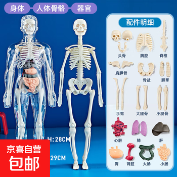 人体骨架模型- 京东