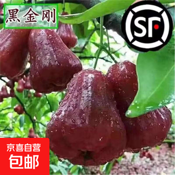 莲雾品种型号规格- 京东