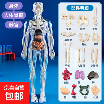 人体模型小 人体模型玩具品牌及商品- 京东