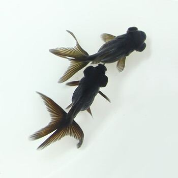 金鱼活鱼观赏冷水鱼活体淡水五花鎏金红狮头鹤顶红黑龙睛小型鱼苗 8-9