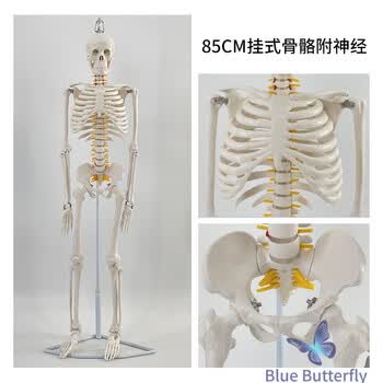 人体骨架模型45cm - 京东