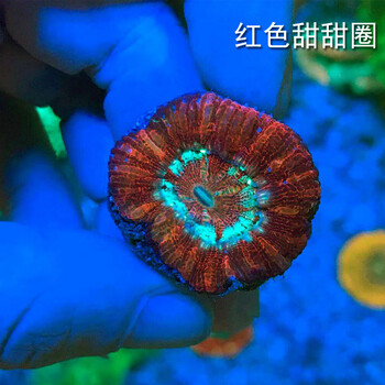 糖果脑珊瑚排行- 京东