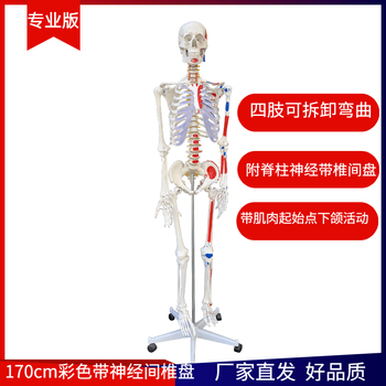 人体骨骼模型170新款- 人体骨骼模型1702021年新款- 京东