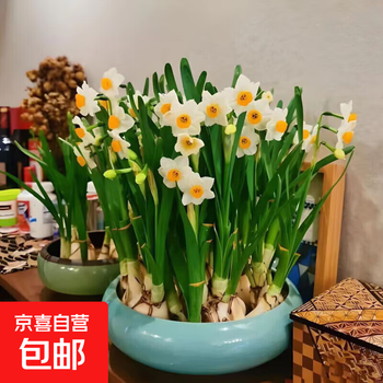 水仙种子价格报价行情- 京东