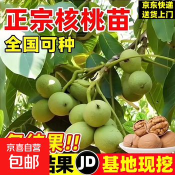 文玩核桃树- 京东
