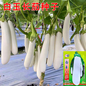 自然之星茄瓜价格报价行情- 京东