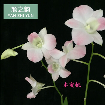 春瑞兰花泼墨迷你秋石斛兰香水春石斛室内盆栽花后苗水蜜桃无花苗不含盆 图片价格品牌报价 京东