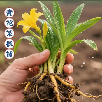 种黄花菜- 京东