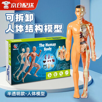 人体模型玩具图片- 京东