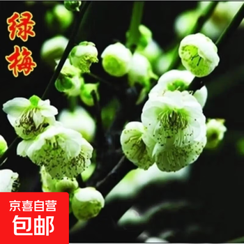 绿梅盆栽价格报价行情- 京东
