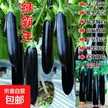 新茄瓜价格报价行情- 京东