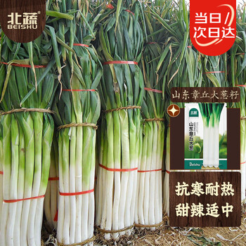 山东白玉珠葱价格报价行情- 京东
