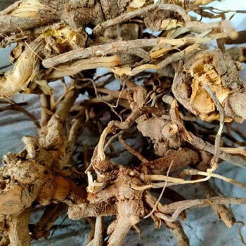 过饥草闽南白毛将军中草药土丁桂辛苦草羊耳菊根兔子耳朵乌根 1斤纯根