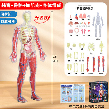 人體醫學模型品牌及商品- 京东