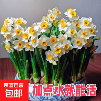 水仙花球根价格报价行情- 京东
