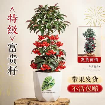 金玉满堂绿植图片- 京东