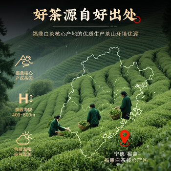 七春福鼎白牡丹 特级老白茶礼盒2018年散装茶叶500g元宵节礼物送长辈