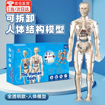 人体模型玩具图片- 京东