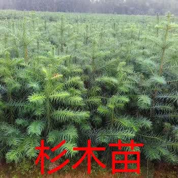 杉木苗木型号规格- 京东