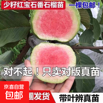 台湾グアバ取木苗木　改良品種　番石榴 芭乐　バンシル Amazon.co.jp: 実、花付き！台湾グアバ取木苗木(特大) 番石榴 芭