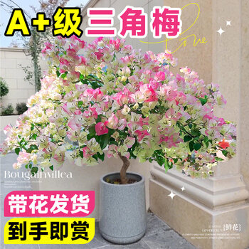 青軸野梅(一重緑萼.白花)　[文人風木]　大品盆栽　梅 野梅（中品） 【特価品！！】 - 米谷大蓉園