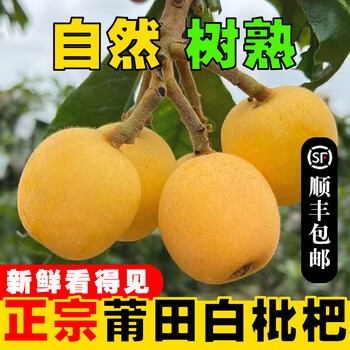 白梨枇杷- 京东