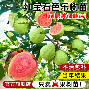 芭乐种植价格报价行情- 京东
