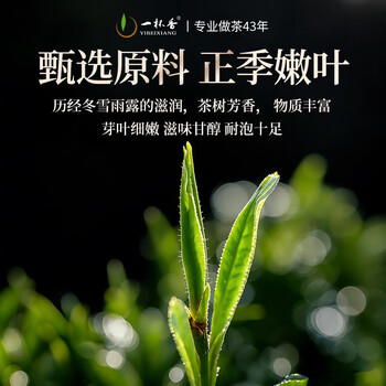 一杯香茶叶武夷山小种正山红茶500g新茶礼盒装自己喝散装古树茗茶