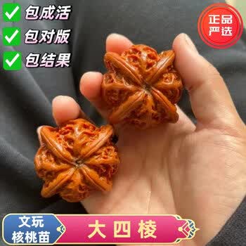 文玩堂：满天星四棱文玩胡桃（購入5ペアの胡桃で四棱をサービスいたします） 文玩核桃四棱价格报价行情- 京东