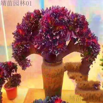 多肉植物缀化品牌及商品- 京东