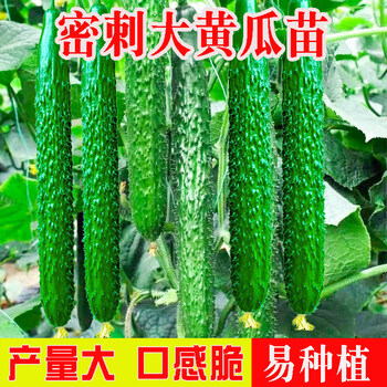 新茄瓜价格报价行情- 京东