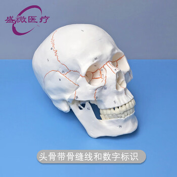 头颅骨模型品牌及商品- 京东