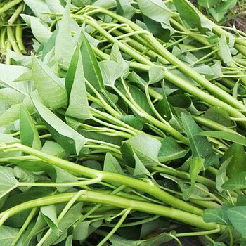 三叉空心菜种子柳叶空心菜生长速度快纤维少阳台园艺盆栽家庭菜园大叶空心菜种籽空筒菜无心菜通心菜种孑大叶空心菜5克 图片价格品牌报价 京东