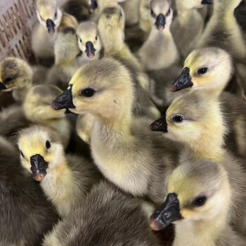 婷越岚潮汕正宗狮头鹅苗纯种汕头狮头鹅活体鹅苗批发特大种狮头鹅