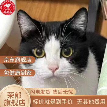 花猫 谁懂啊！春天的猫和花美到心巴上！🐱🌸|||ourspring 春天真的太会了