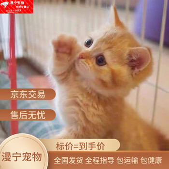 纯白猫图片- 京东