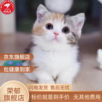 花猫 JXK手工仿真橘猫模型公仔田园猫手办摆件狸花三花猫咪模型纪念礼品