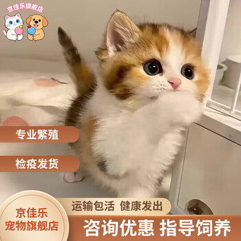 纯白猫图片- 京东