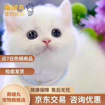 纯白猫图片- 京东