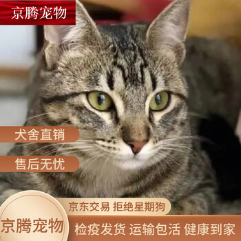 花猫 谁懂啊！春天的猫和花美到心巴上！🐱🌸|||ourspring 春天真的太会了