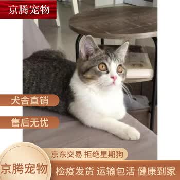 家猫领养价格图片精选- 京东