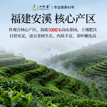 一杯香茶叶乌龙茶铁观音安溪特级清香型250g礼盒装送礼自己喝散装茗茶