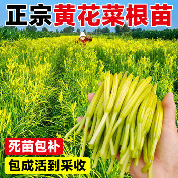 种黄花菜- 京东