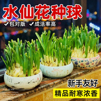 水仙球特大价格报价行情- 京东
