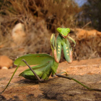 绿巨螳螂活体sv非洲绿巨凶悍大型螳螂另有澳宽马盾圆盾绿巨7龄