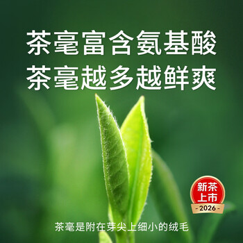 骏江南2026新茶头采碧螺春绿茶茶叶 特级明前250g长辈自己喝节日送礼