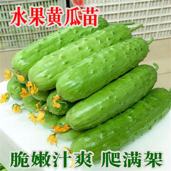 新茄瓜价格报价行情- 京东