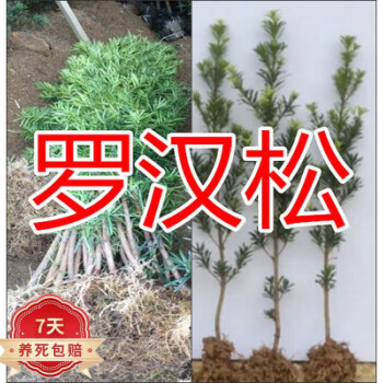 购优汇罗汉松 罗汉松树苗珍珠米叶小叶中叶雀舌苗大树老桩盆栽盆景植物z 30厘米-50厘米 不含盆