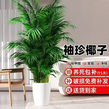 聚宝盆花价格报价行情- 京东
