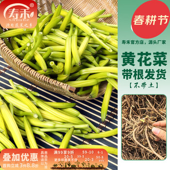 种黄花菜- 京东
